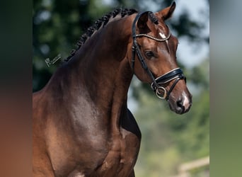 KWPN, Wallach, 7 Jahre, 169 cm, Brauner