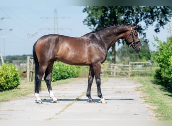 KWPN, Wallach, 7 Jahre, 169 cm, Brauner