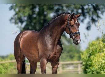 KWPN, Wallach, 7 Jahre, 169 cm, Brauner