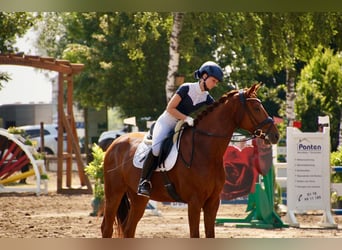 KWPN, Wallach, 7 Jahre, 169 cm, Fuchs