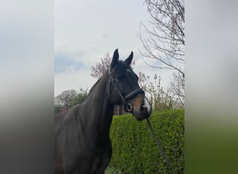 KWPN, Wallach, 7 Jahre, 169 cm, Schwarzbrauner