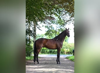 KWPN, Wallach, 7 Jahre, 170 cm, Brauner