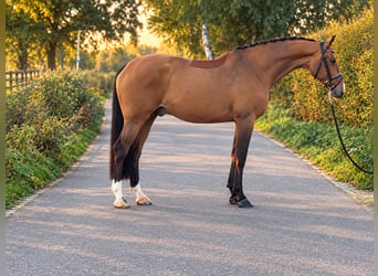 KWPN, Wallach, 7 Jahre, 170 cm, Brauner