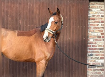 KWPN, Wallach, 7 Jahre, 170 cm, Brauner