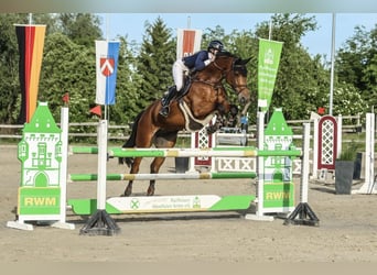 KWPN, Wallach, 7 Jahre, 170 cm, Brauner
