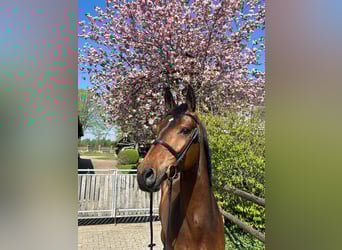 KWPN, Wallach, 7 Jahre, 170 cm, Brauner