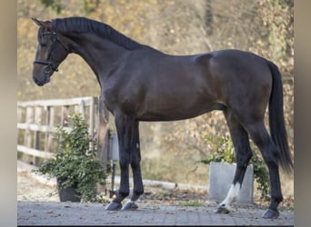 KWPN, Wallach, 7 Jahre, 170 cm, Dunkelbrauner