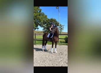 KWPN, Wallach, 7 Jahre, 170 cm, Dunkelfuchs