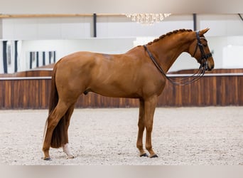 KWPN, Wallach, 7 Jahre, 170 cm, Fuchs
