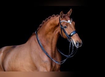 KWPN, Wallach, 7 Jahre, 170 cm, Fuchs