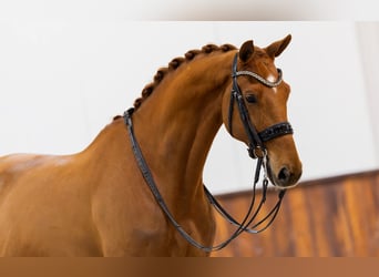 KWPN, Wallach, 7 Jahre, 170 cm, Fuchs
