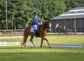 KWPN, Wallach, 7 Jahre, 170 cm, Fuchs