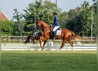 KWPN, Wallach, 7 Jahre, 170 cm, Fuchs