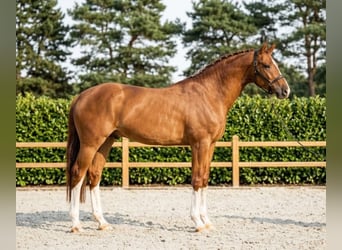 KWPN, Wallach, 7 Jahre, 170 cm, Fuchs