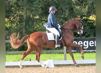 KWPN, Wallach, 7 Jahre, 170 cm, Fuchs