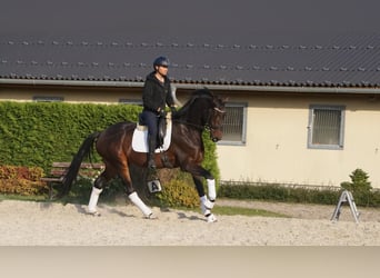 KWPN, Wallach, 7 Jahre, 170 cm, Schwarzbrauner