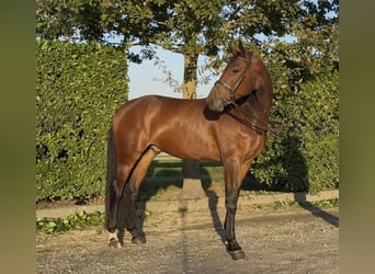 KWPN, Wallach, 7 Jahre, 171 cm, Brauner