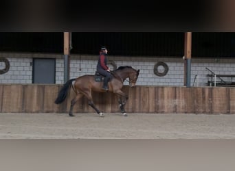 KWPN, Wallach, 7 Jahre, 171 cm, Brauner