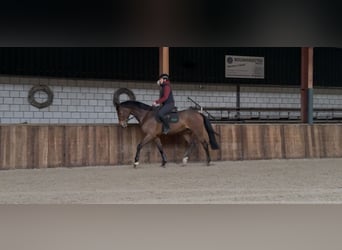 KWPN, Wallach, 7 Jahre, 171 cm, Brauner