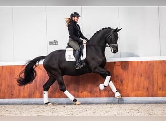 KWPN, Wallach, 7 Jahre, 171 cm, Rappe