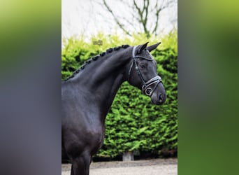 KWPN, Wallach, 7 Jahre, 171 cm, Rappe