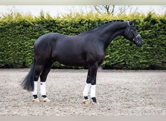 KWPN, Wallach, 7 Jahre, 171 cm, Rappe