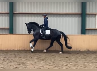 KWPN, Wallach, 7 Jahre, 171 cm, Schwarzbrauner