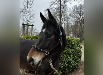 KWPN, Wallach, 7 Jahre, 172 cm, Dunkelbrauner