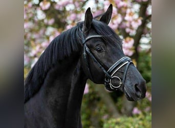 KWPN, Wallach, 7 Jahre, 172 cm, Dunkelbrauner