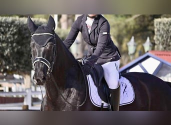 KWPN, Wallach, 7 Jahre, 172 cm, Dunkelbrauner