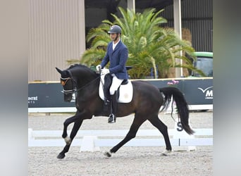 KWPN, Wallach, 7 Jahre, 172 cm, Dunkelbrauner