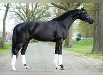 KWPN, Wallach, 7 Jahre, 172 cm, Dunkelbrauner