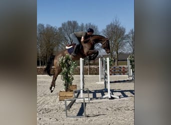 KWPN, Wallach, 7 Jahre, 172 cm, Dunkelbrauner