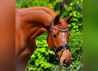 KWPN, Wallach, 7 Jahre, 172 cm, Fuchs