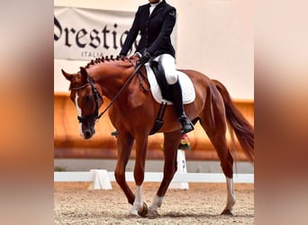 KWPN, Wallach, 7 Jahre, 172 cm, Fuchs