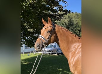 KWPN, Wallach, 7 Jahre, 172 cm, Fuchs