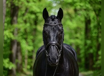 KWPN, Wallach, 7 Jahre, 172 cm, Rappe