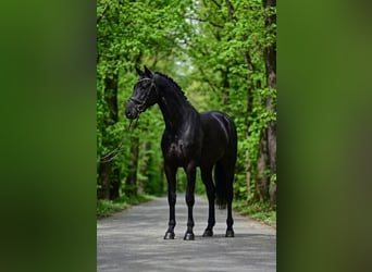 KWPN, Wallach, 7 Jahre, 172 cm, Rappe