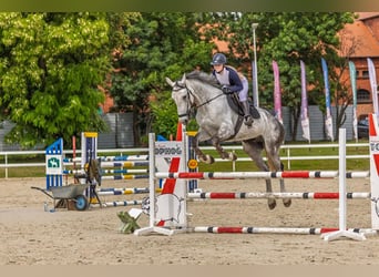 KWPN, Wallach, 7 Jahre, 172 cm, Schimmel