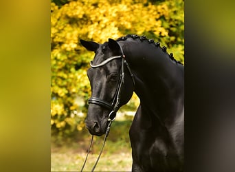 KWPN, Wallach, 7 Jahre, 172 cm, Schwarzbrauner