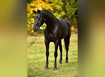KWPN, Wallach, 7 Jahre, 172 cm, Schwarzbrauner
