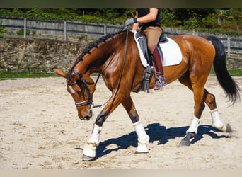 KWPN, Wallach, 7 Jahre, 173 cm, Dunkelbrauner