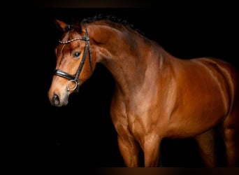 KWPN, Wallach, 7 Jahre, 174 cm, Brauner