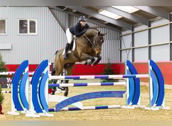 KWPN, Wallach, 7 Jahre, 174 cm, Brauner