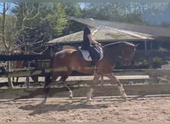 KWPN, Wallach, 7 Jahre, 174 cm, Fuchs