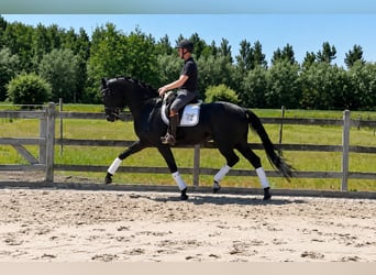 KWPN, Wallach, 7 Jahre, 174 cm, Rappe