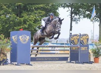 KWPN, Wallach, 7 Jahre, 174 cm, Schimmel