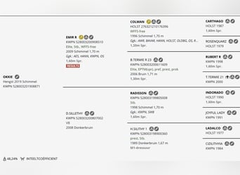 KWPN, Wallach, 7 Jahre, 175 cm, Blauschimmel