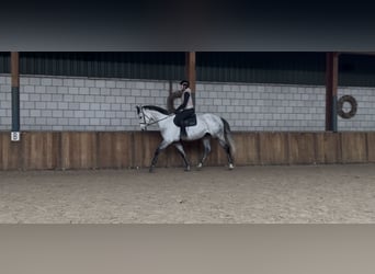 KWPN, Wallach, 7 Jahre, 175 cm, Blauschimmel