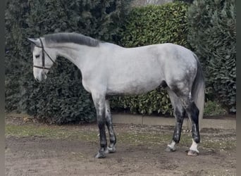 KWPN, Wallach, 7 Jahre, 175 cm, Blauschimmel